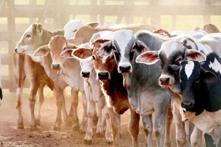 Cattle melas, sops set Goa on path to milk self-sufficiency