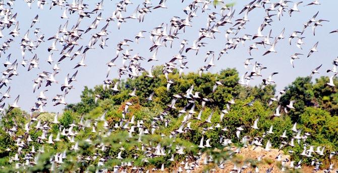 Ruff (philomachus Pugnax) birds near Thol Bird Sanctuary. Pic/AFP