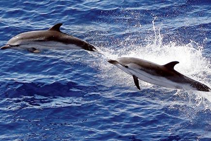 Dolphins to save rare vaquita porpoise
