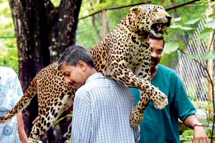 Mumbai: 18-year-old dead leopard 'brought to life' at SNGP