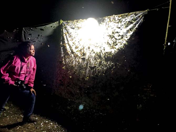 Dr V Shubhalaxmi looks at a mercury lamp placed in front of a sheet of white cloth. Drawn to the bright light, the moths settle on the cloth, making it easy to observe them from up close