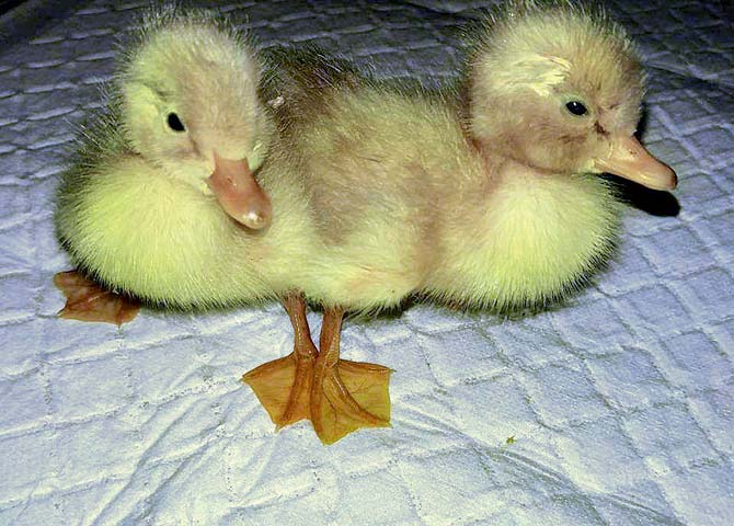 Twin ducks hatch from single egg in Canada
