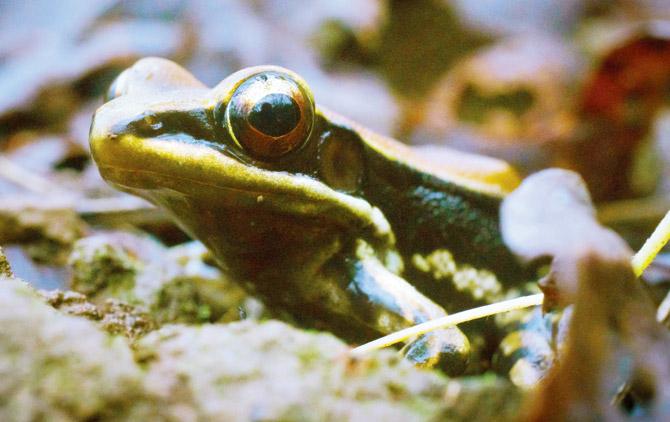 Malabar fungoid frog spotted at Aarey forest