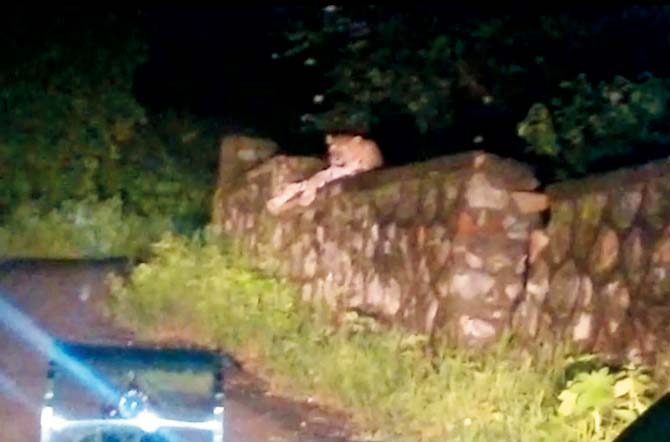 A leopard was spotted on the Film City wall on Saturday evening, just 300 metres away from where the boy was attacked