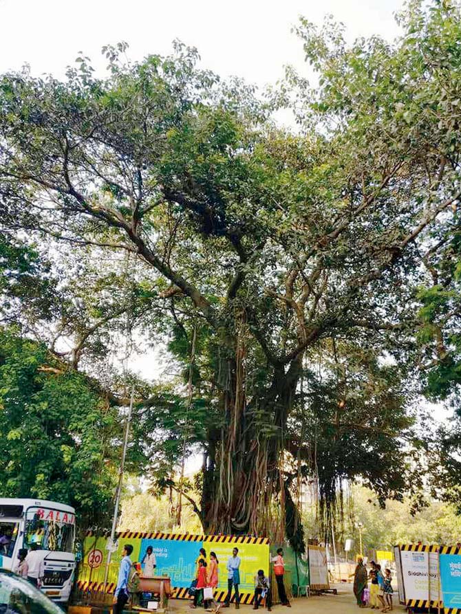 A centuries-old tree at Siddhivinayak was axed