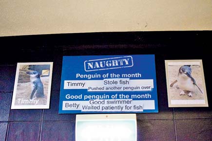 'Naughty penguin' named and shamed for stealing fish 