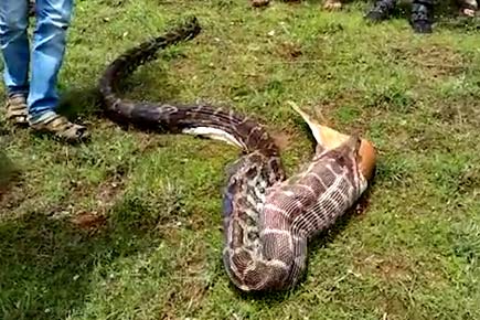 Python stopped from swallowing a whole deer in Pune