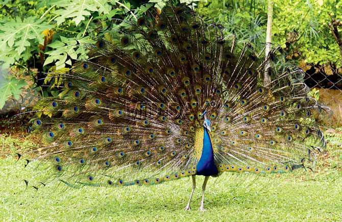 A peacock enjoys the weather near Juhu Gymkhana. Pic/Sameer Markande