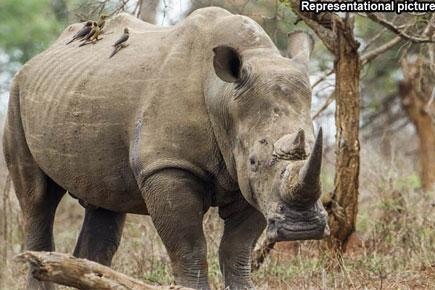 African white rhino Mohan dies in Assam zoo