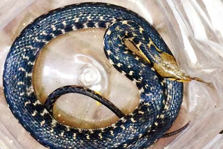 Mumbai: Three snakes rescued on Nag Panchami at Mulund