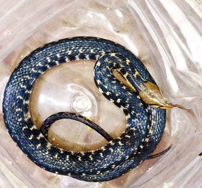 The snakes were rescued from different residential areas in Mulund