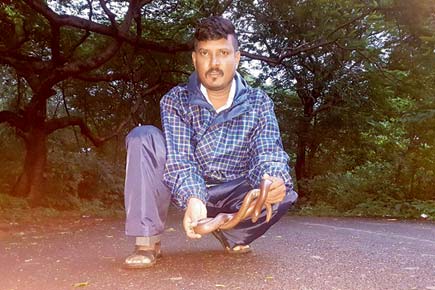 Mumbai: Auto driver rescues red sand boa worth lakhs at Aarey Colony