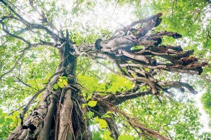 Mumbaikars, sign up for this photography trail to explore Aarey's nature