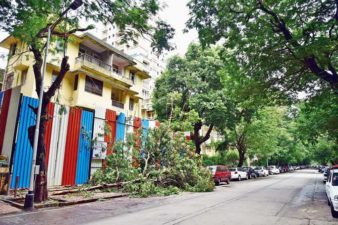 The labourer fell while cutting the massive tree branch seen on the ground at Adenwala road, Matunga East. Pic/Shadab Khan
