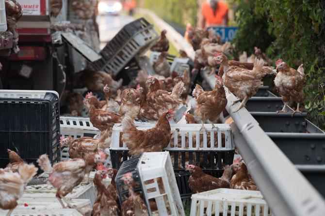 7000 chickens walk on motorway blocking the road in Austria