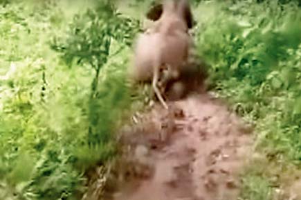 Cute video: Baby elephant slides down a slope on his stomach for fun