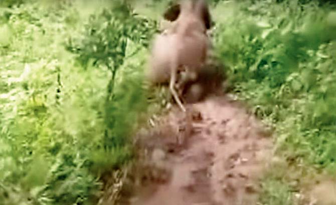 Cute animal video: Baby elephant slides down a hill on his stomach