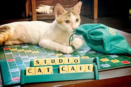 Play scrabble with cats at this Mumbai cafe