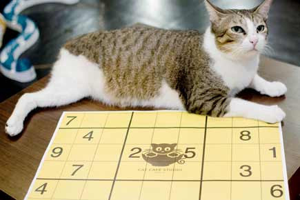 Sign up for an upcoming Sudoku tournament at Cat Cafe Studio