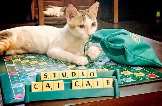 Bonus points will be awarded to players if the resident cat knocks tiles off the board