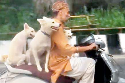 Watch video: 3 dogs have a fun ride on a scooty in New Delhi