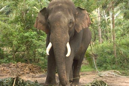 Elephant falls into marshy area in Alapuzha, efforts on to pull it out   