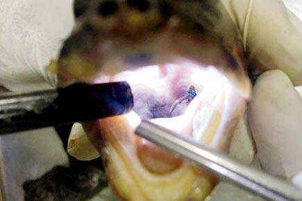 Mumbai: Fishing hooks removed from throat of two turtles after 2-hour surgeries