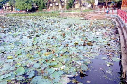 Mumbai: Both BJP, Congress fight over choked Malad lake