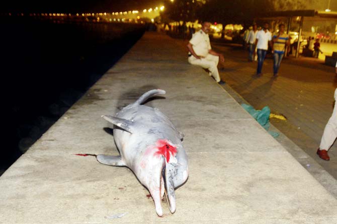 The dead dolphin that washed ashore at Nariman Point on January 1 this year