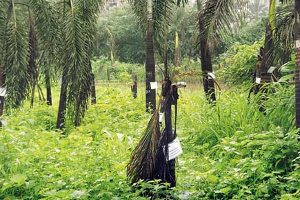 Aarey Colony plot where rescued trees go to die