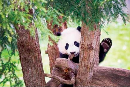 Cute video: Internet is loving this clumsy panda's fall 