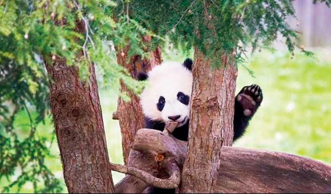 Cute video: Internet is loving this clumsy panda’s fall 