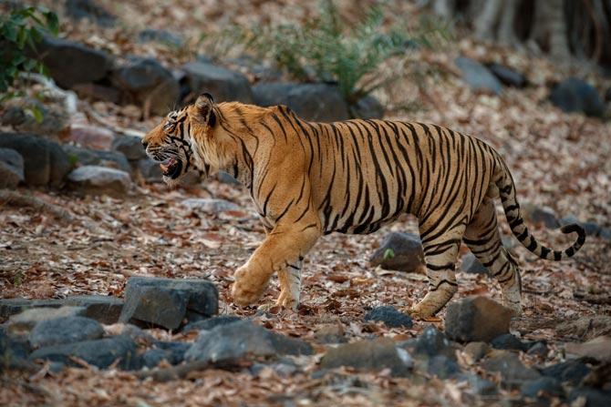 Rise in tiger population attracts tourists to Panna reserve