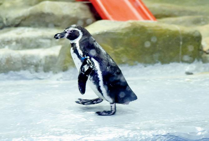 Over 10,000 visitors throng the zoo to see the penguins during the weekends. FILE PIC
