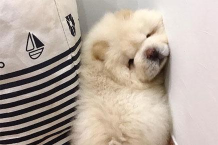 Puffie chow chow clearance