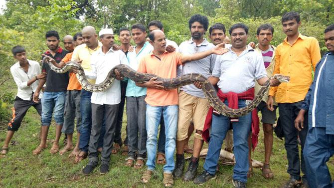 13 feet long python found swallowing a deer in Pune