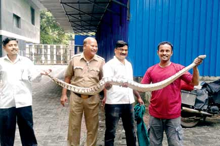 Mumbai: 8-feet-long python causes a stir at Borivli hospital