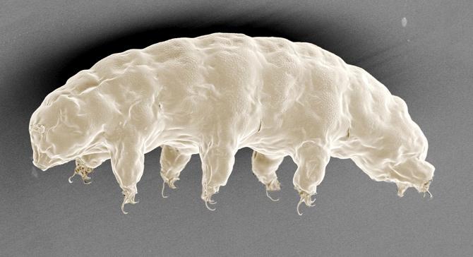 A scanning electron microscope image of the tardigrade. Pic/AFP