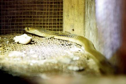 After girl's death last week, Aarey residents find cobra at the same spot