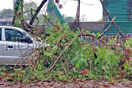 Mumbai rains: Autorickshaw driver dies after tree falls on him