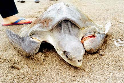 Olive Ridley sea turtle carcasses found near Rushikulya river mouth
