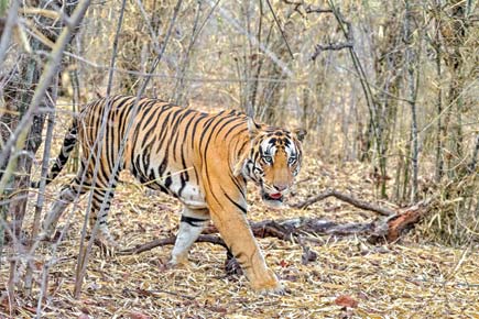 3-year-old tiger who walked 125 km named Bahubali 2. Here's why
