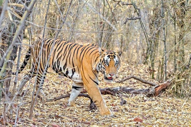 Pc Courtesy/ Wildlife Photographer Sandeep Dutta at Bandavgarh Tiger Reserve