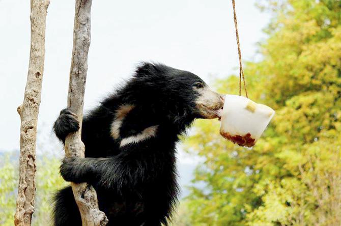 A sloth bear with frozen treats at a rescue centre set up by Wildlife SOS
