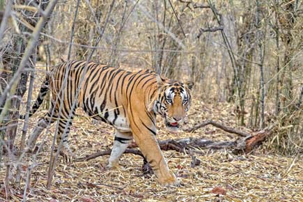 Problem tigress near Tadoba Andhari Tiger Reserve tranquilised