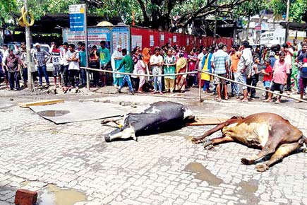 Mumbai: Two cows get electrocuted in Borivli