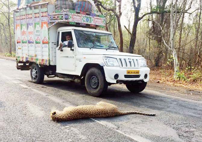 The dead leopard was spotted by locals in Chandrapur