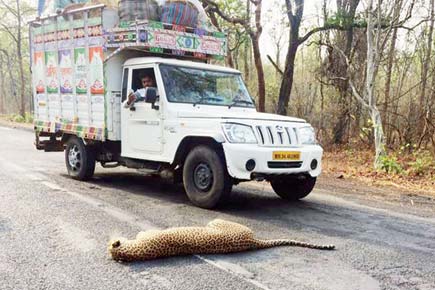 Heartbreaking! Leopard killed in hit-and-run case while crossing road