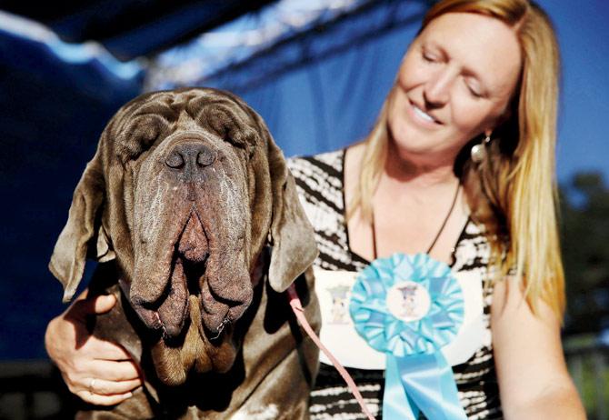 The mastiff with owner Shirley Zindler. Pics/AFP