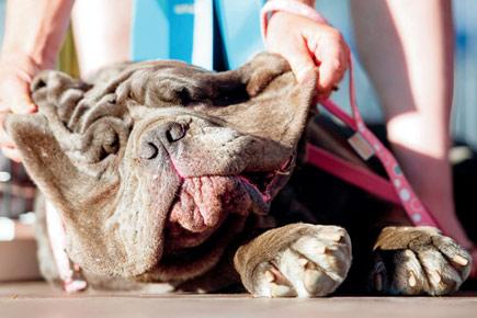 Martha the mastiff named 'World's Ugliest Dog 2017'